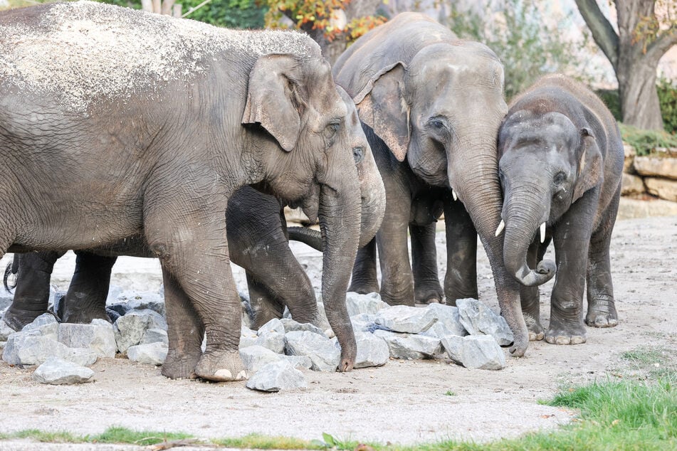 Ab sofort sind die neuen Elefanten im Zoo Leipzig zu sehen.