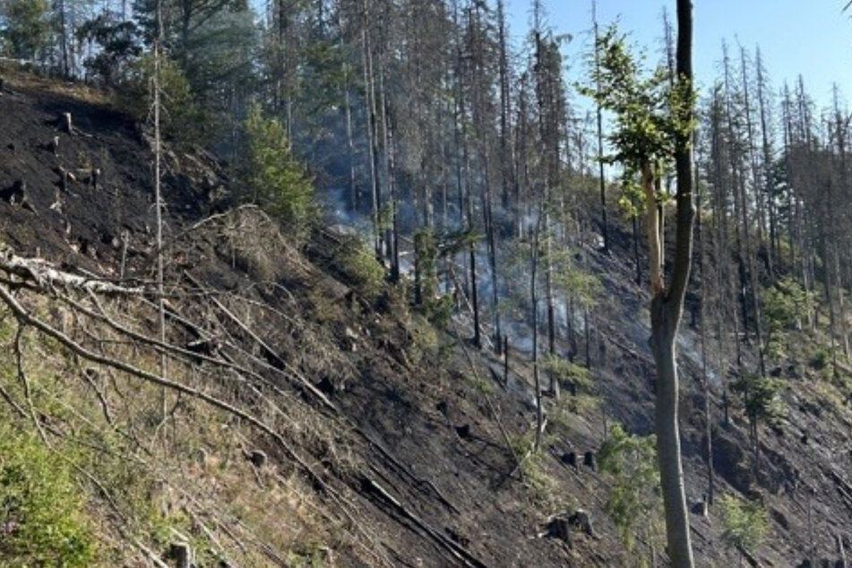 Am Ravensberg in Bad Sachsa waren 20.000 Quadratmeter Wald abgebrannt.
