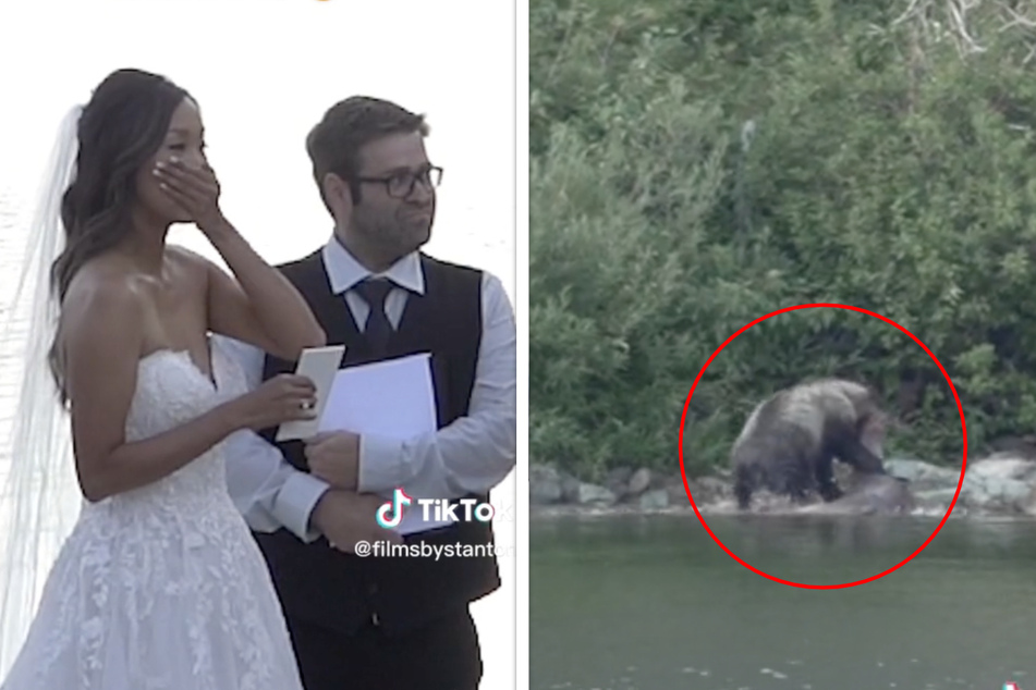 Brutale Unterbrechung: Bär tötet Elch während einer Hochzeit!