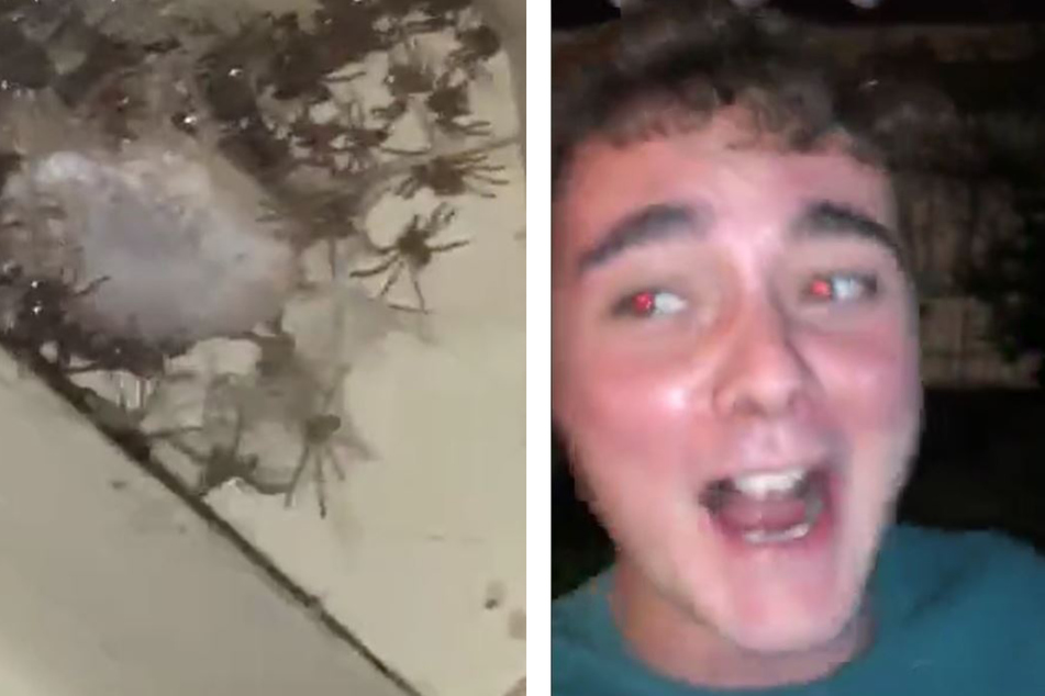Creepy crawlies! TikTok is spinning over "monster movie" find
