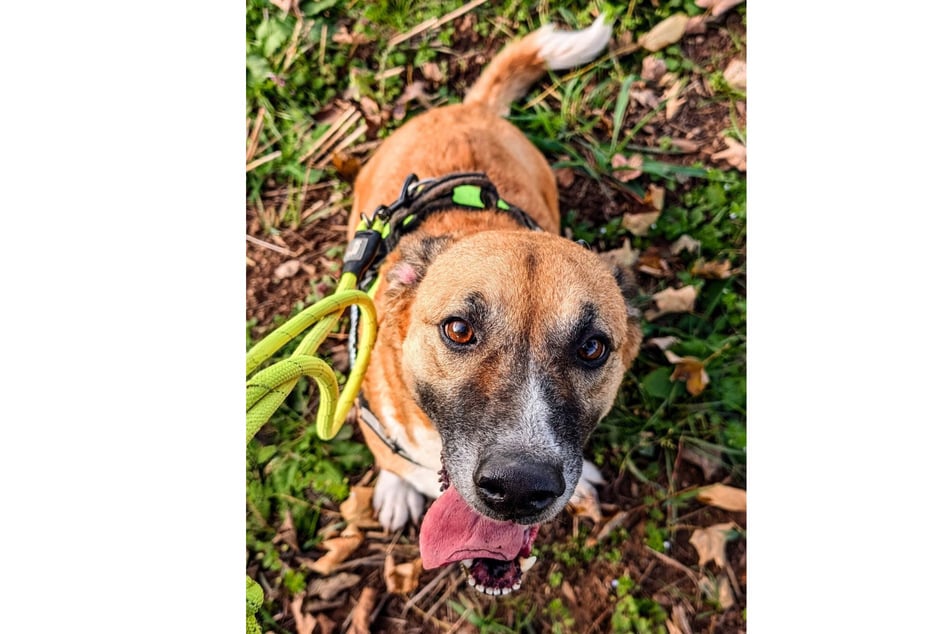 Cleo liebt es, bei ihren Menschen zu sein.