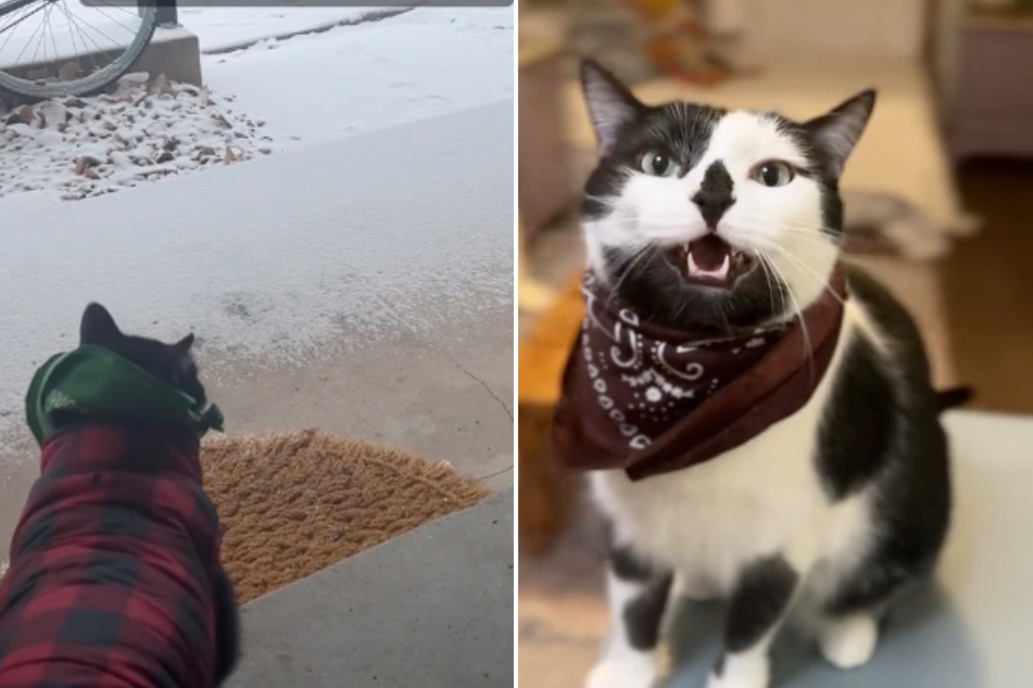 This cat from Colorado isn't into the snowy weather.