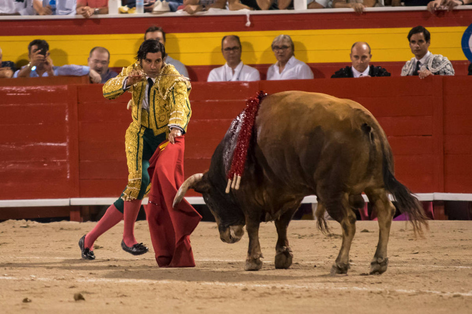 Der Matador Morante de la Puebla (43) setzt 2019 in der Stierkampfarena von Palma de Mallorca zum tödlichen Stoß an.