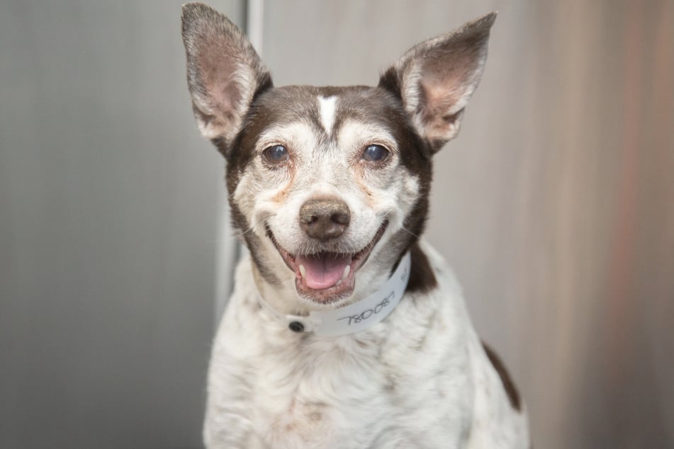 Today Dorothea is a cheerful dog and loves to be stroked.