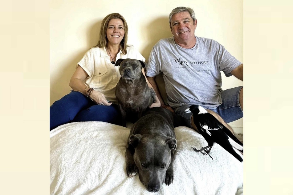 Patchwork-Familie: Juliette Wells und ihr Partner Reece Mortensen, gemeinsam mit ihren beiden Hunden und Elster Molly.