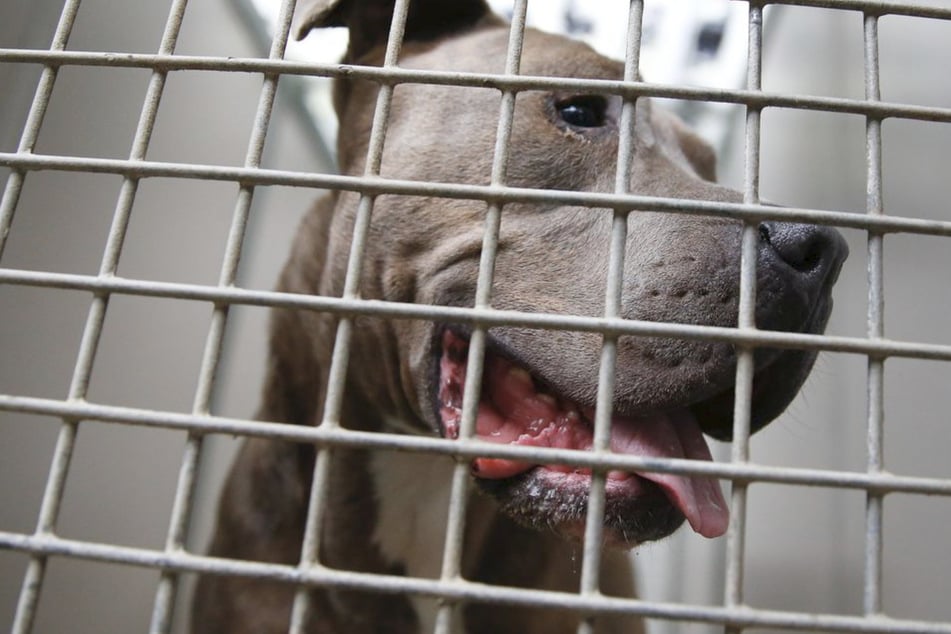 Mann ersticht eigenen Hund: Bullterrier verletzte zuvor Mutter des Halters schwer