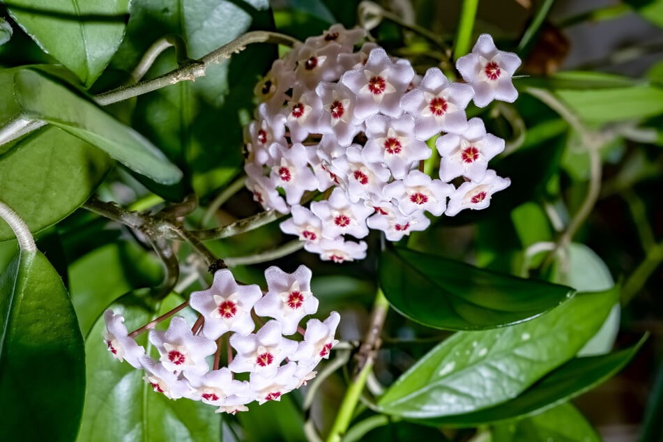 Fast unecht wirkt die schöne Blütenpracht der Hoya.