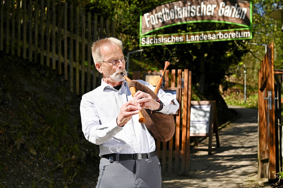 Ein Dudelsack wird oft aus dem Holz der Mehlbeere hergestellt. Daher wurde er 2024 vom Professor gespielt.