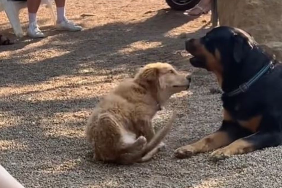 Welpe will sich mit Hund anfreunden: Dessen Reaktion sorgt für viel Gelächter