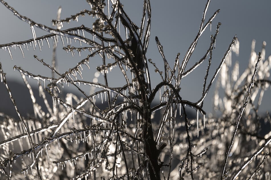 Die Bäume werden in der Nacht mit Wasser besprüht. Der Eispanzer soll dann die empfindlichen Blüten vor Frostschäden bewahren.