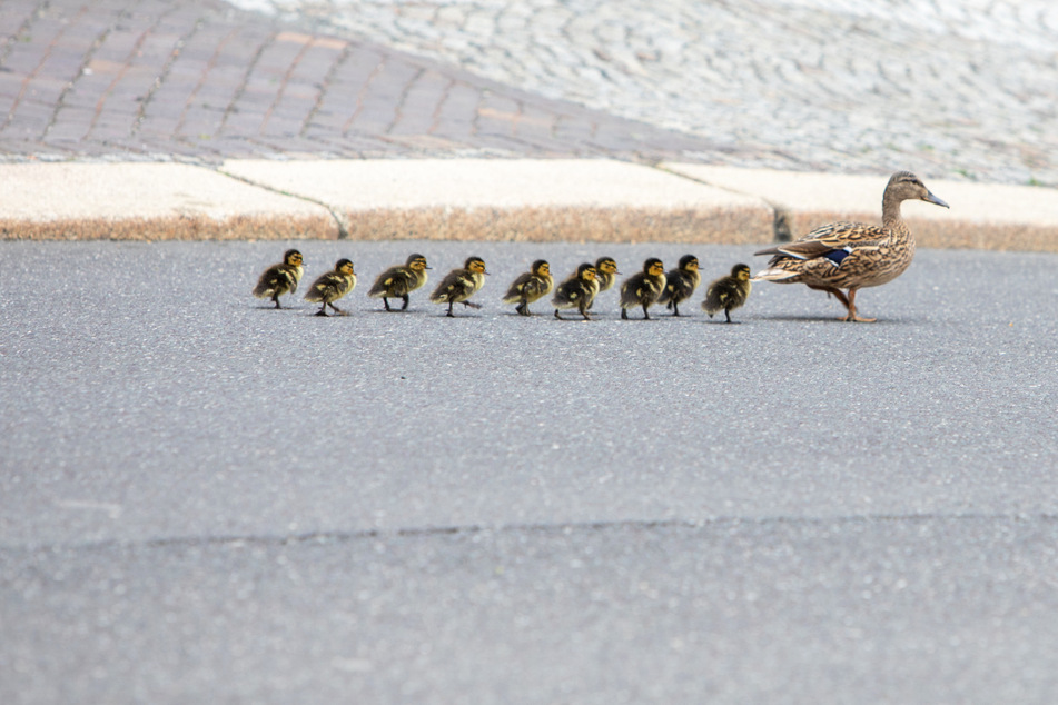 In Plauen war am Sonntag eine Entenfamilie unterwegs.