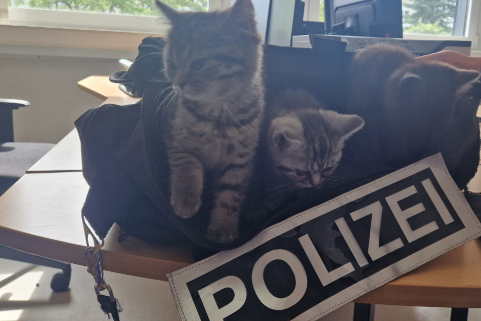 Katzenbabys schauen sich bei der Polizei um: Der Grund ist wahrhaft traurig