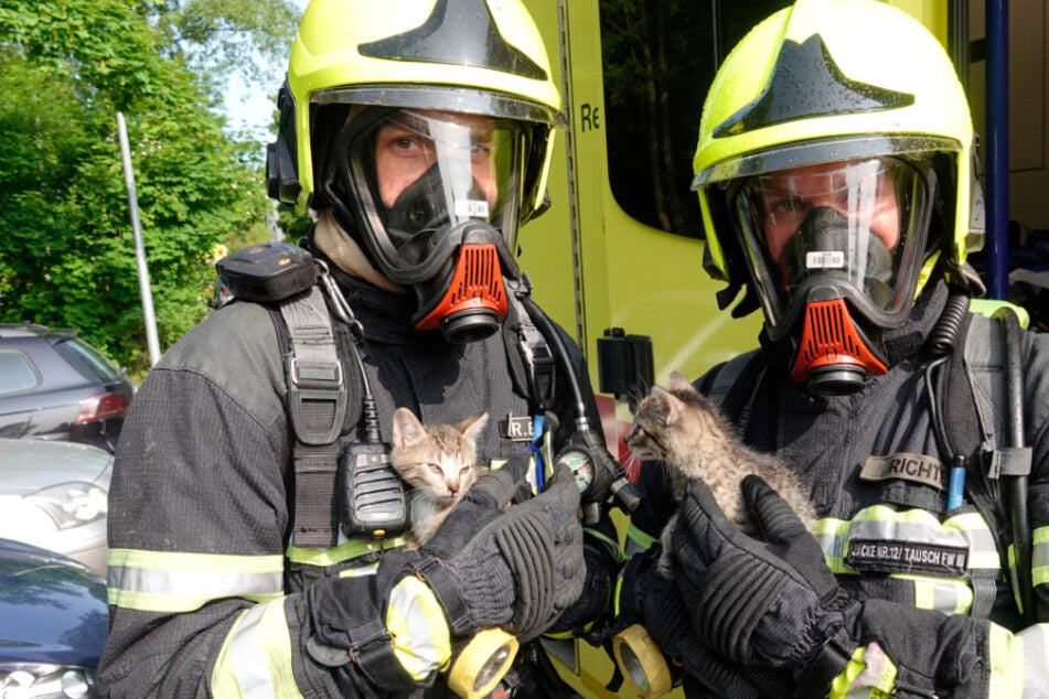 Vier Katzen wurden aus der Brandwohnung gerettet.