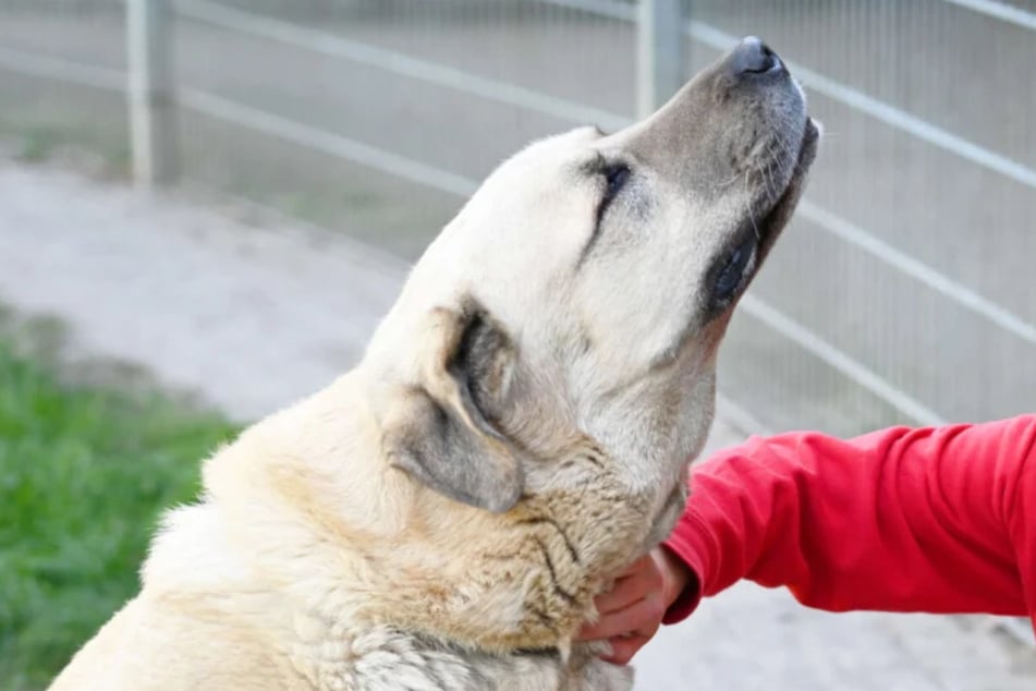 Im Berliner Tierheim wartet Kangal Bobby (8) seit 2018 auf ein eigenes Zuhause.