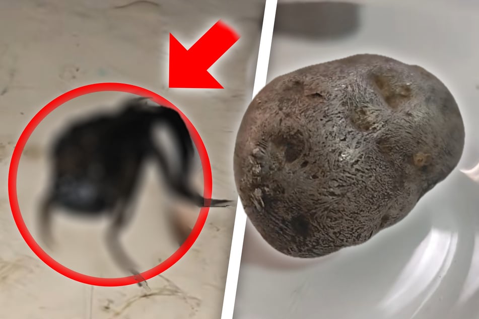 Hallazgo misterioso: tentáculos que crecen de una roca similar a un meteorito