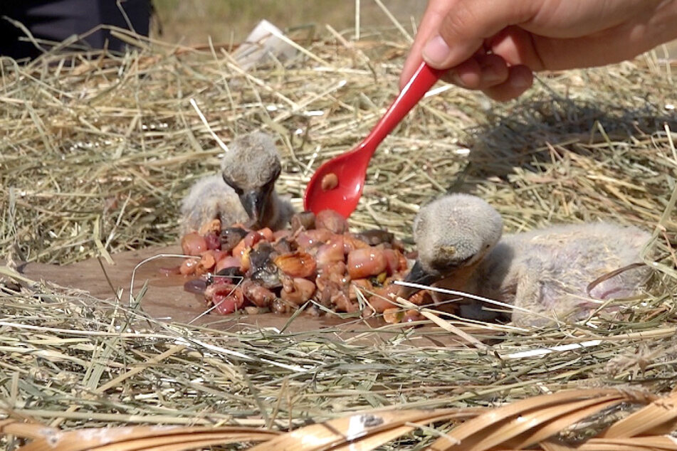 Happy End nach dramatischer Eierrettung: Storchenbabys sind geschlüpft