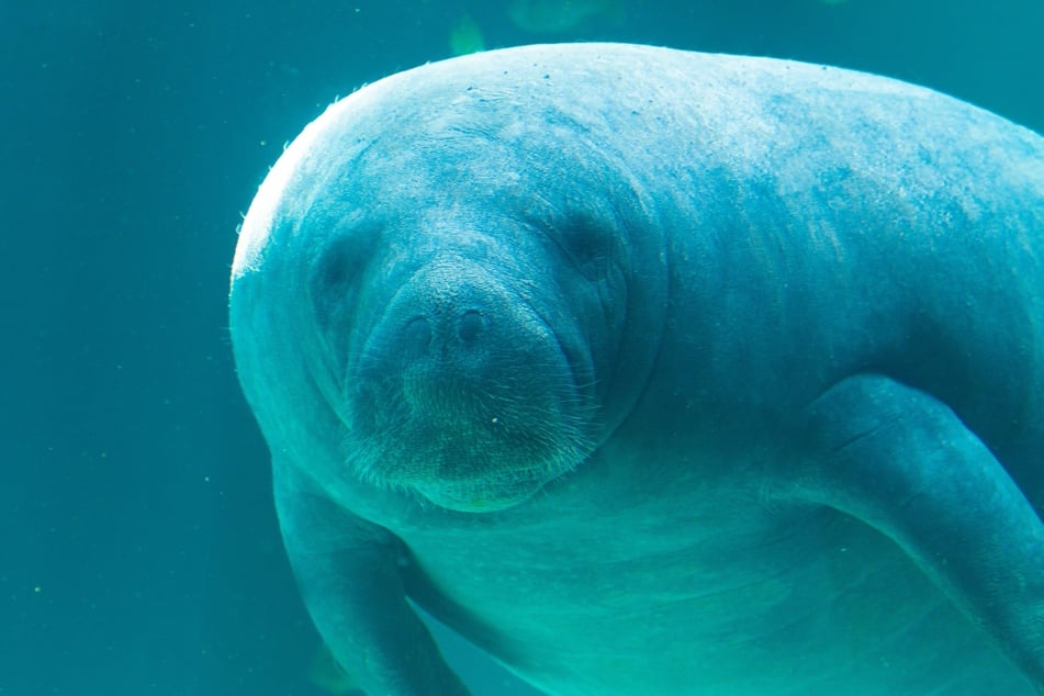 African manatees are found in freshwater along the coast of western Africa, such as in Cameroon's vast Lake Ossa.