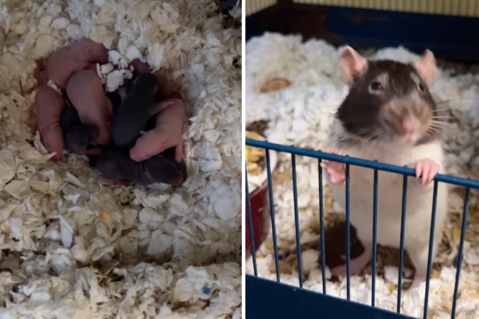 Mehr als elf Babys hat eine der beiden geretteten Ratten-Ladys bereits zur Welt gebracht.