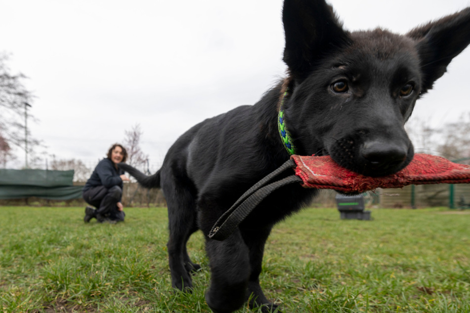 Mit eineinhalb bis zwei Jahren soll "Goethe" als Schutzhund bei der Polizei eingesetzt werden.