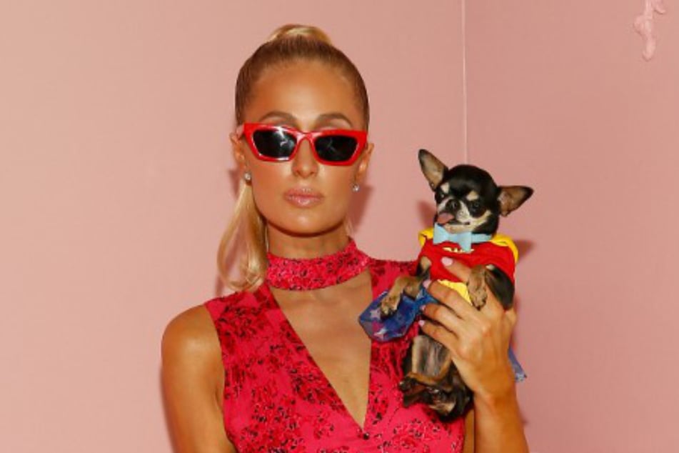 Paris Hilton is known for her love of small dogs.