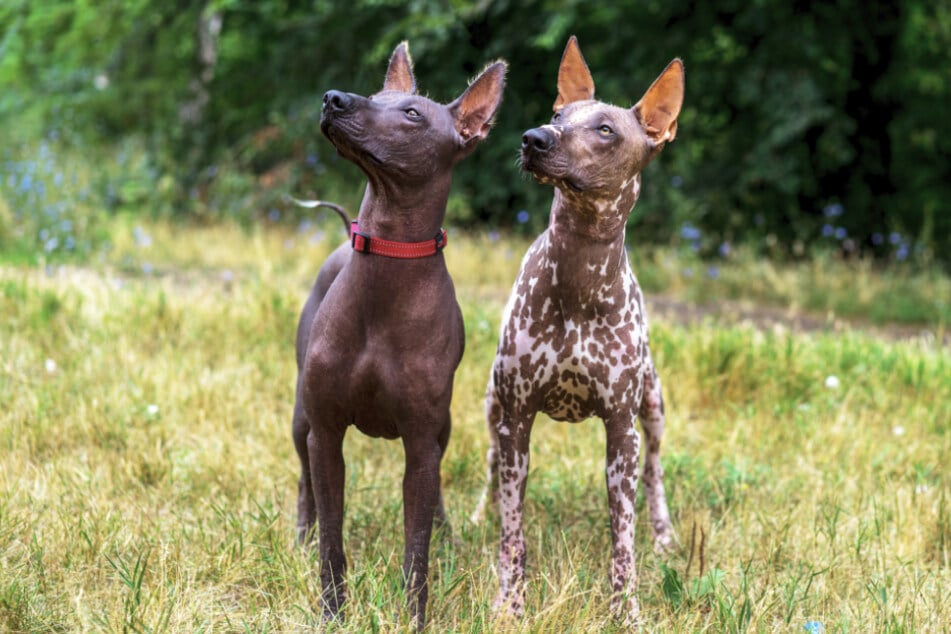 The Mexican Hairless Dog is so rare that it was once endangered.