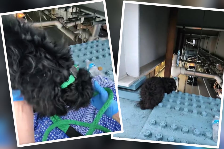 Dottie se ztratila na podpůrném sloupu. Úředníci ochrany zvířat přišli jí na pomoc.