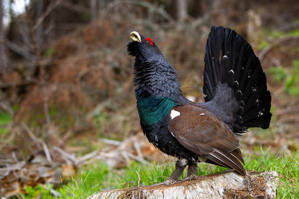 Der Auerhahn besitzt markante Federn und gilt als dominant, doch der Waldvogel ist eine gefährdete Tierart.