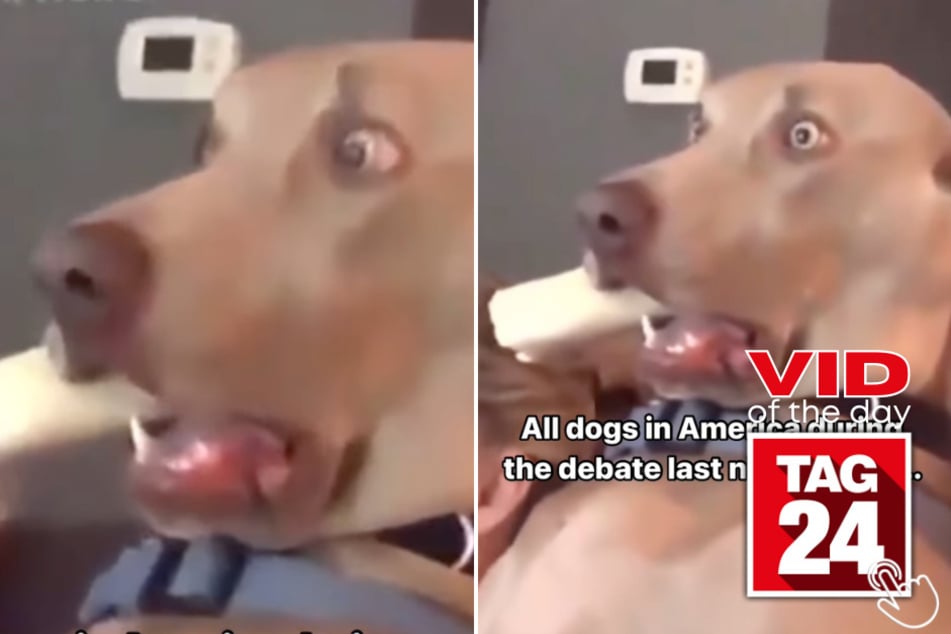 Today's Viral Video of the Day features a pup's hilarious reaction to the 2024 presidential debate between Kamala Harris and Donald Trump.