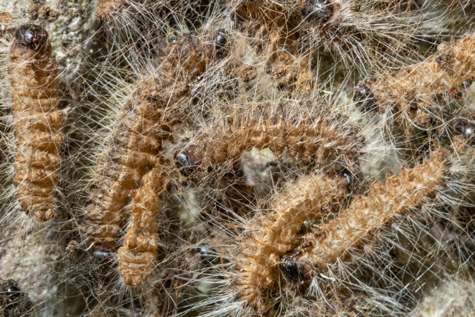 Nicht zu nahe kommen! Raupen des Eichenprozessionsspinners sitzen in ihrem Nest auf einem Baum. (Archivbild)