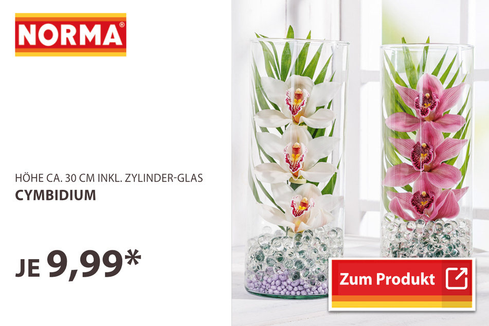 Cymbidium