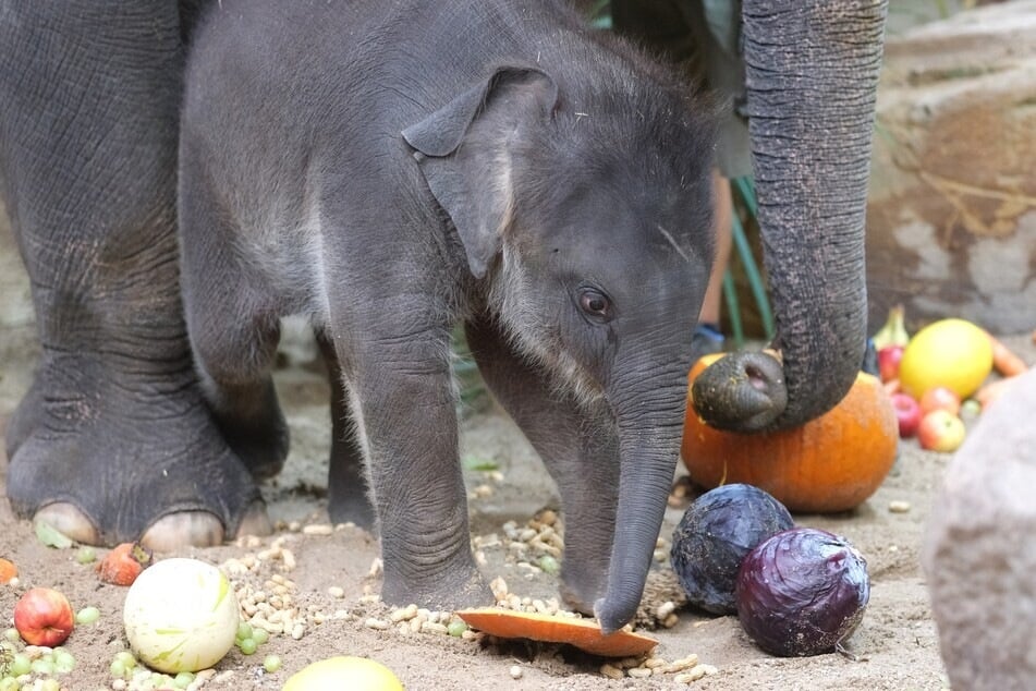 Akito wurde 2022 im Leipziger Zoo geboren. (Archivbild)