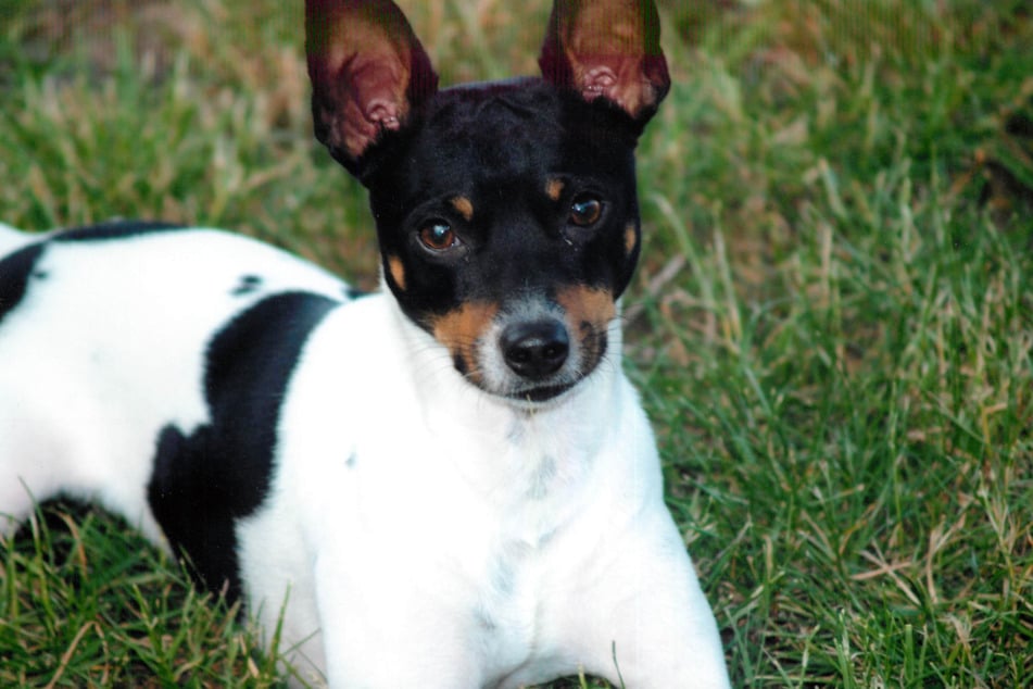 Ratshire terriers are strange but sweet little designer dogs.