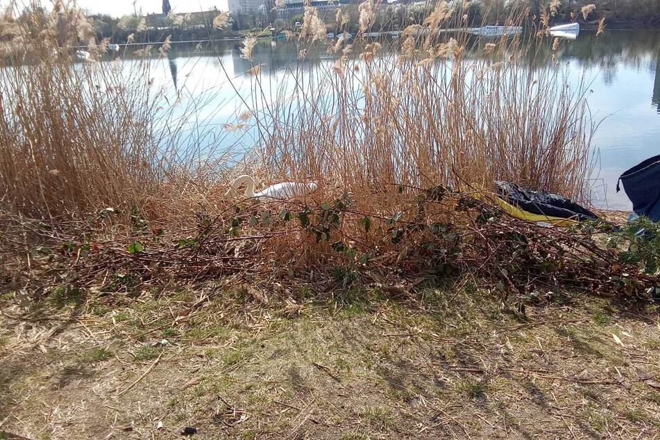Direkt neben dem Schwanen-Nest bauten Unbekannte ein Lager mit Schlafsack auf.