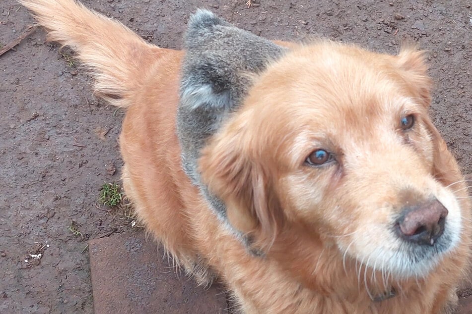 Wer reitet denn da auf dem Rücken von Golden-Retriever-Dame Denni?