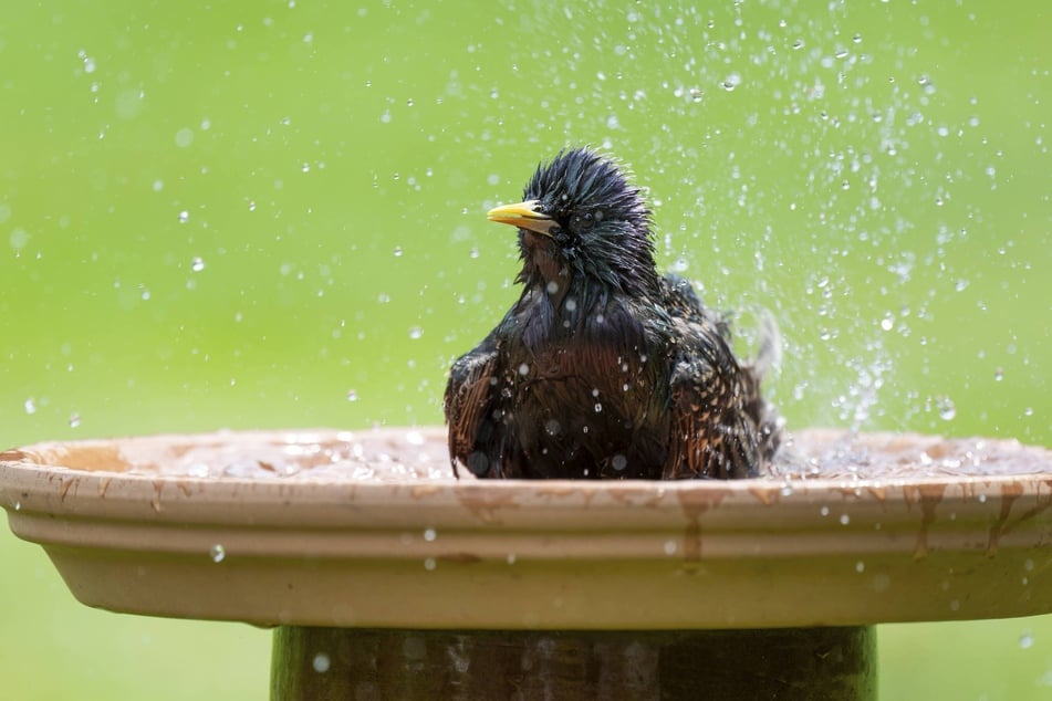 Eine Schale mit Wasser bringt Vögeln, Insekten und Igeln im Sommer Erfrischung.