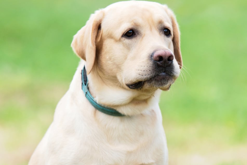 Labrador-Retriever gelten allgemein als äußerst gutmütige und sehr geduldige Hunde. (Archivbild)