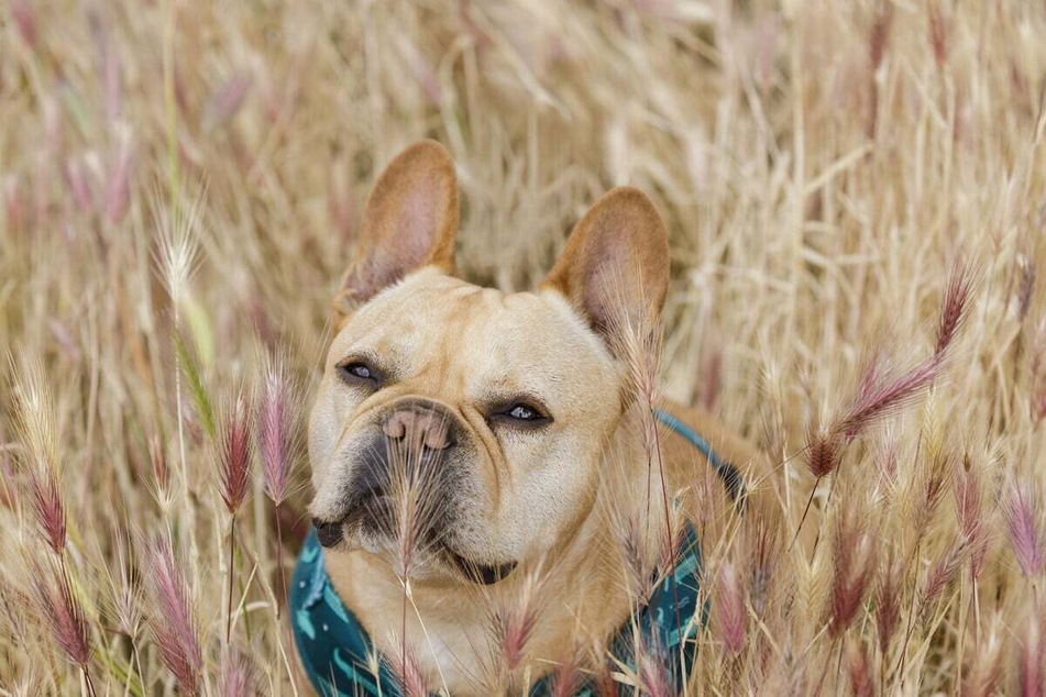 Foxtails can kill dogs if left untreated, so try to keep your dog away from these deadly plants.