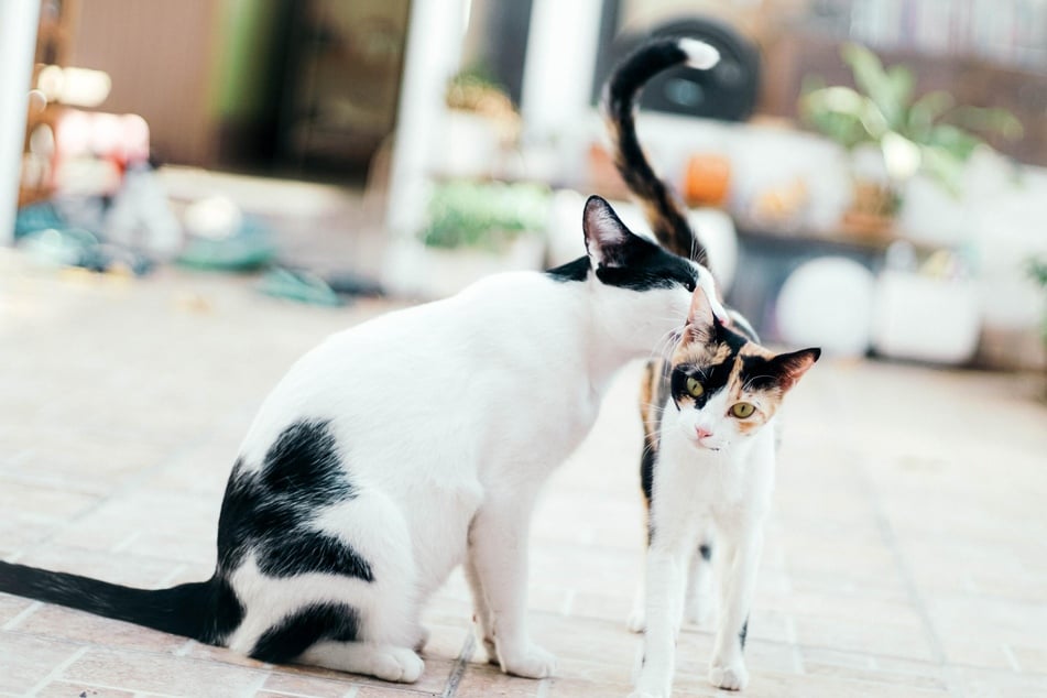 Gewöhnt sich eine Katze an den Geruch der anderen, dann sind sie sich nicht mehr so fremd.