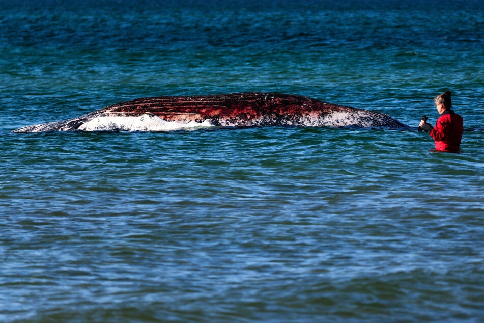 Tierärztin Anne Herrschaft war Teil der privaten Rettungsinitiative und begutachtete am Freitag den Kadaver vor der Insel Anholt.