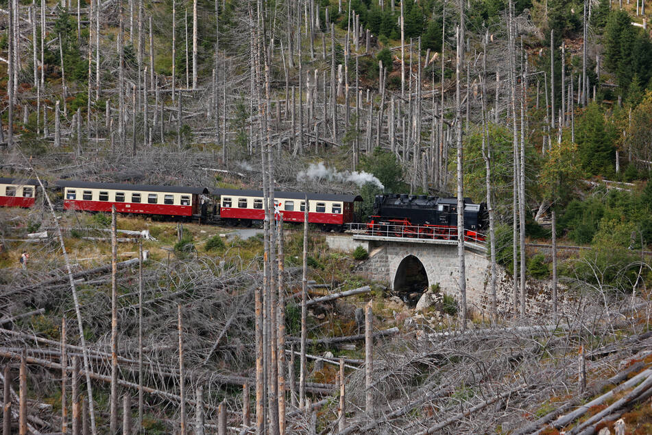 Brände im Harz gibt es besonders häufig an der Trasse der Schmalspurbahn. (Archivbild)