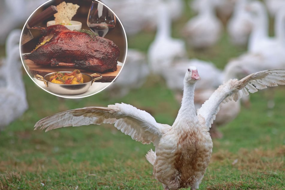 Gänseland Sachsen: Braten-Saison beginnt mit einer guten Nachricht