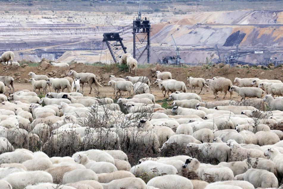 Schafe an der Abbruchkante zum Braunkohle-Tagebau Garzweiler II von RWE.