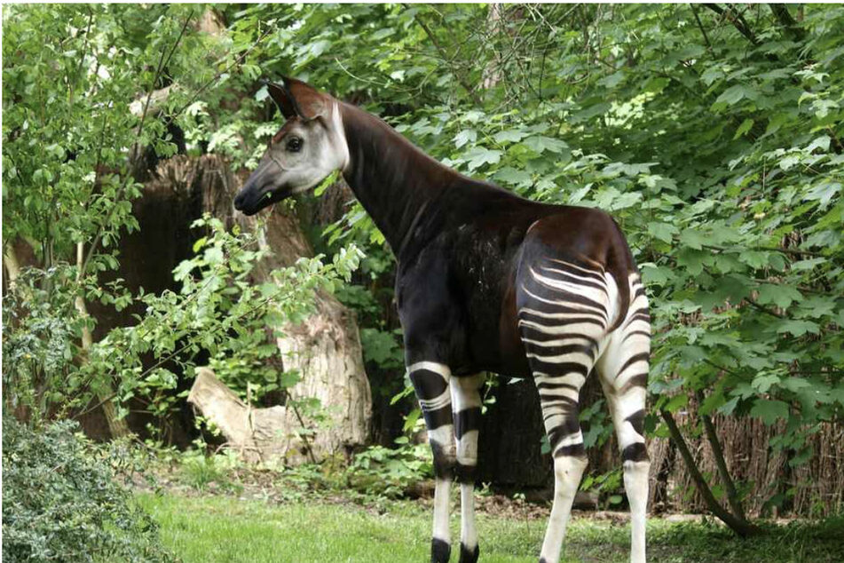 Ab in die Umzugskiste: Okapi Thabo verlässt den Leipziger Zoo