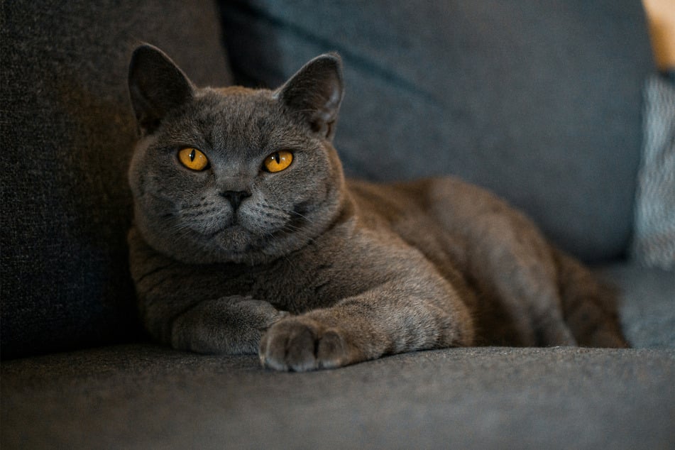 British shorthairs often behave like they're the only creature of importance in the entire world.