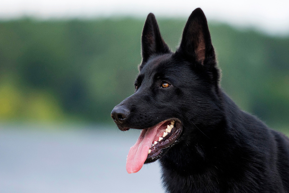 Der schwarze Schäferhund konnte nach Eintreffen der Polizei nichts aufgefunden werden. (Symbolfoto)