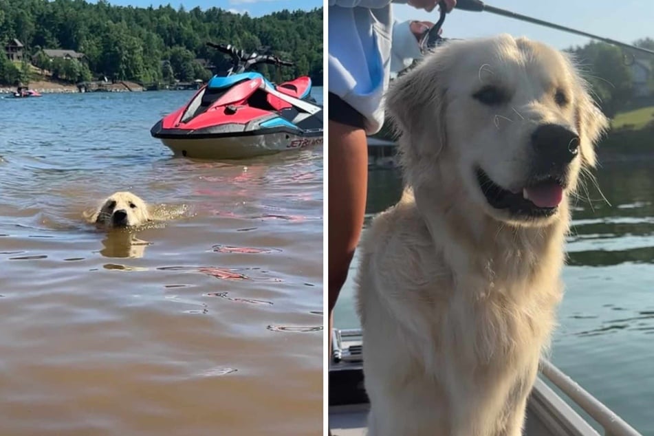 Atlas the Golden Retriever clearly enjoyed his vacation at the lake.