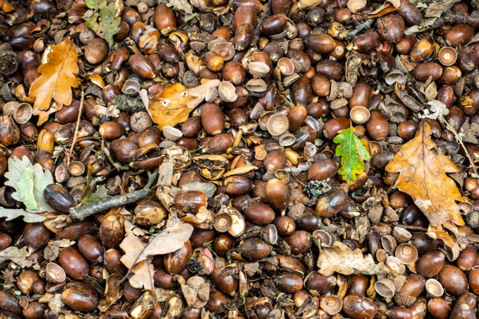 Zahreiche Eicheln haben sich auf dem Boden am Wegesrand in einem Wald im hessischen Falkenstein gesammelt.