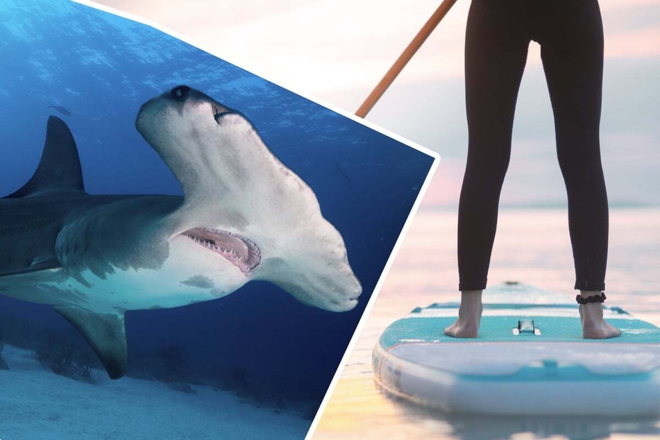Florida woman keeps her balance during terrifying shark encounter!