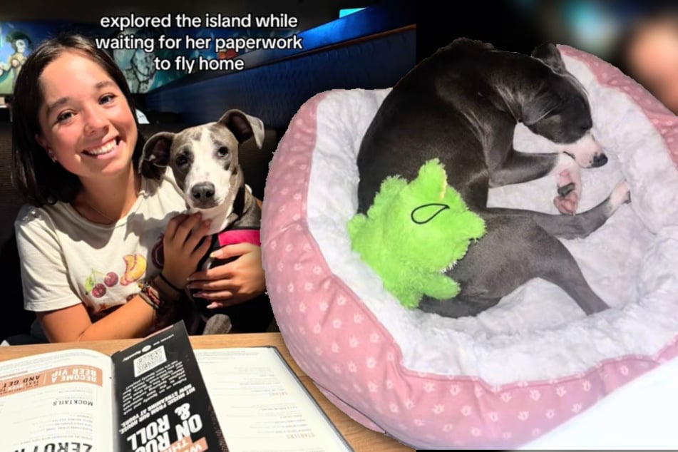 Keira Alexandrian (18) fand die Hündin auf der Straße auf Oahu (Hawaii). Sie verlängerte sogar den Urlaub, um sie im Anschluss mit in ihre Heimat Los Angeles zu nehmen.