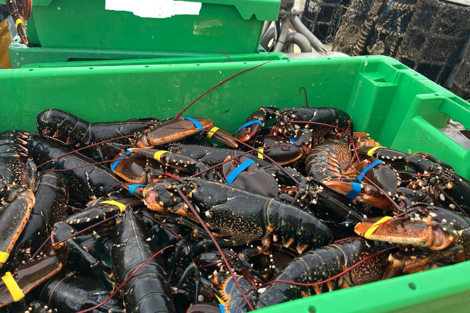 Die Wasserschutzpolizei hat bei einem Fischkutter in der Nordsee vor Helgoland illegal gefischte Hummer entdeckt.